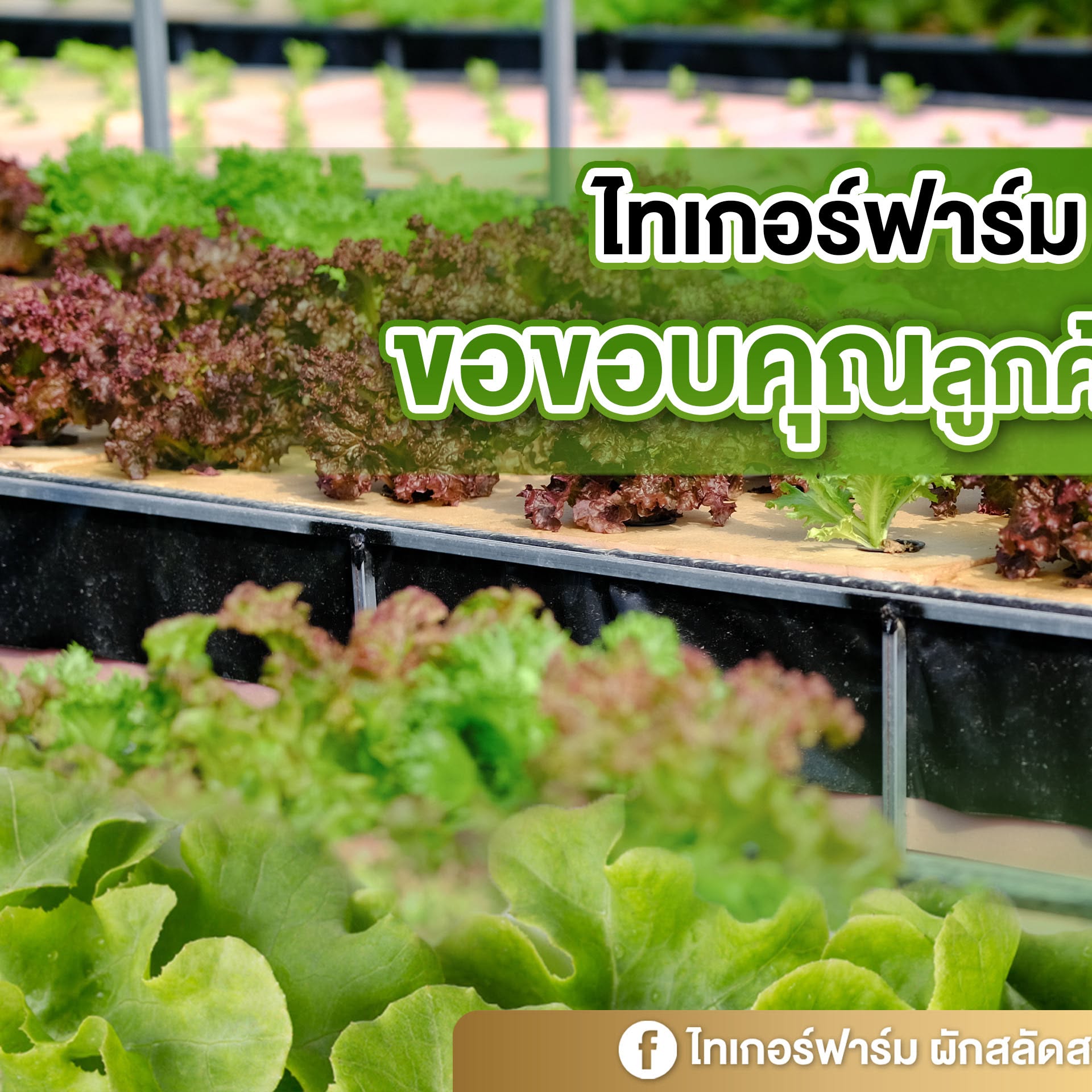 สลัดรวม