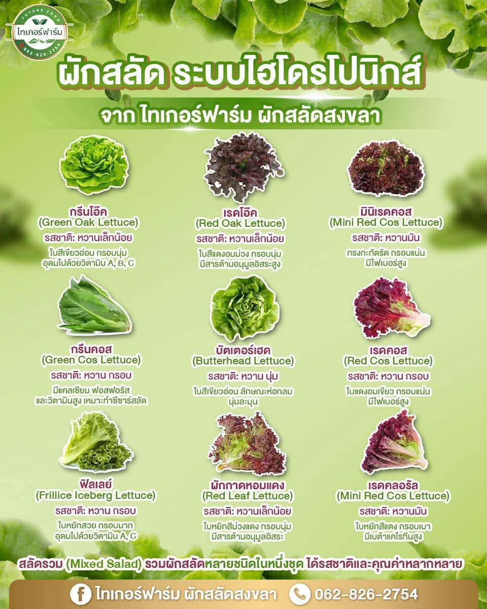 เมนูผักสลัดไทเกอร์ฟาร์ม